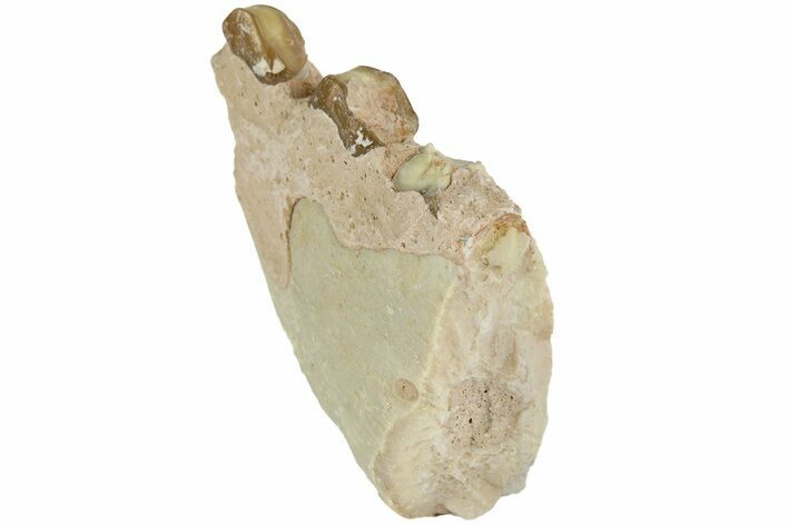 Oreodont (Merycoidodon) Jaw Section - South Dakota #184234